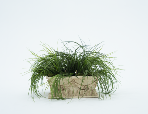 Rectangular Grass Planter
