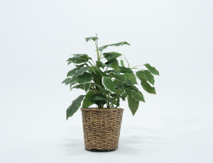 Potted Green Plant