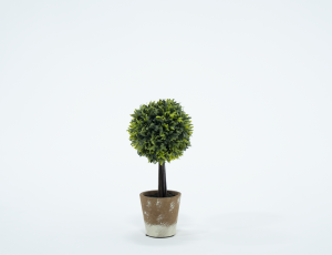 Topiary in Clay Pot